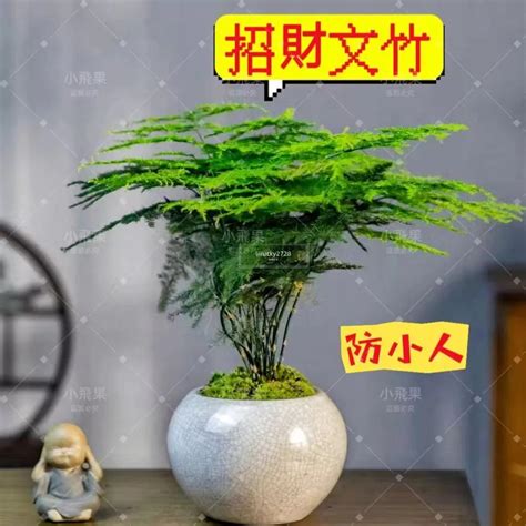 居家防小人植物|防小人植物選購指南